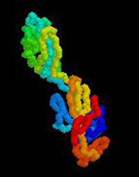 the structure of the hook�a part of a flagellum