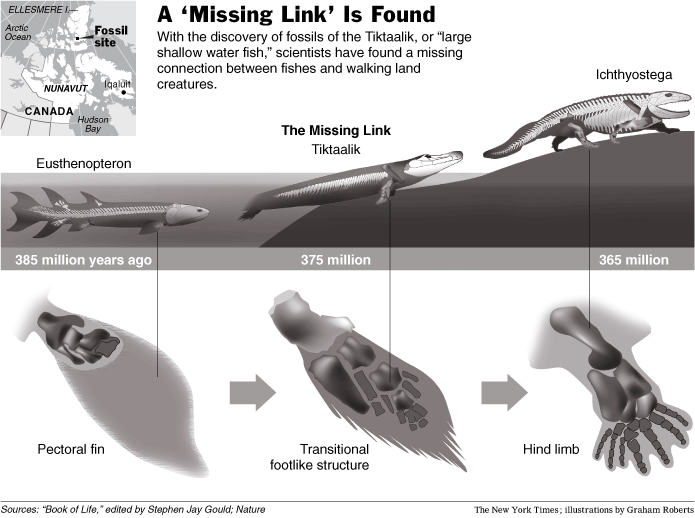A 'Missing Link' Between Fishes and Land Animals Is Found